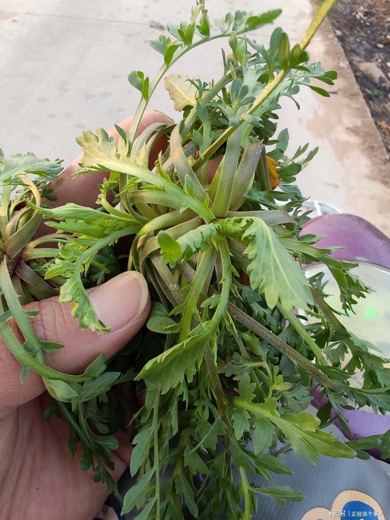 leyu-黄金价格跌破1000元！看来这茬儿韭菜，是到收割的时候了？